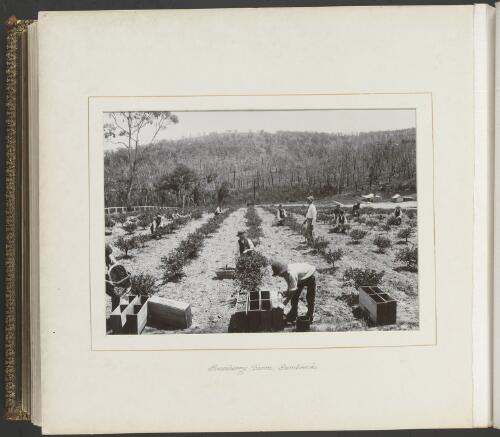 Workers packing and picking gooseberries at farm, Gembrook, VIctoria, ca. 1900 [picture] / Nicholas Caire