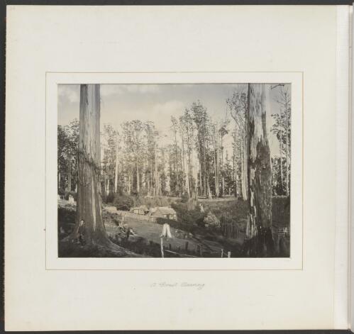 Cottages surrounded by forest clearing, Victoria, ca. 1900 [picture] / Nicholas Caire