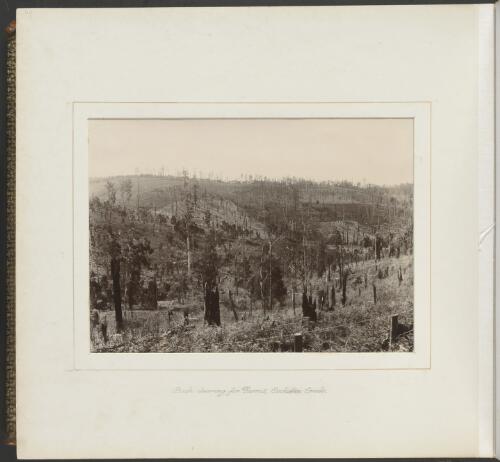 Bush clearing for farms, Cockatoo Creek, Victoria, ca. 1900 [picture] / Nicholas Caire
