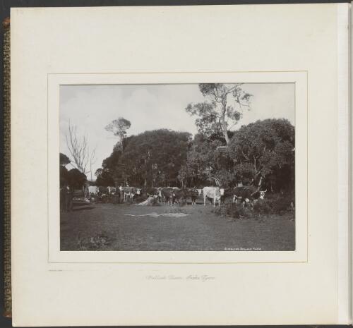 Bullock team, Lake Tyers, Victoria, ca. 1900 [picture] / Nicholas Caire