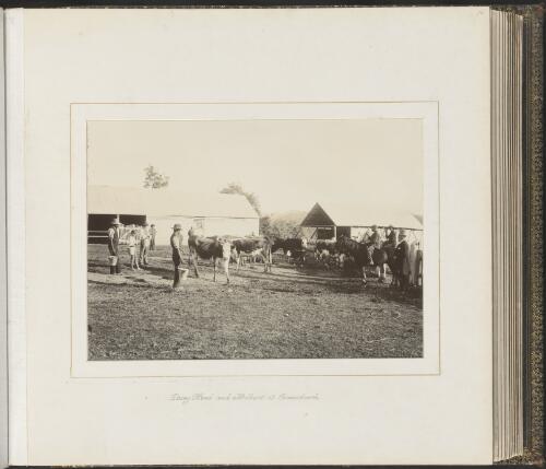 Dairy herd and milkers at Coranderrk, Victoria, ca. 1900 [picture] / Nicholas Caire