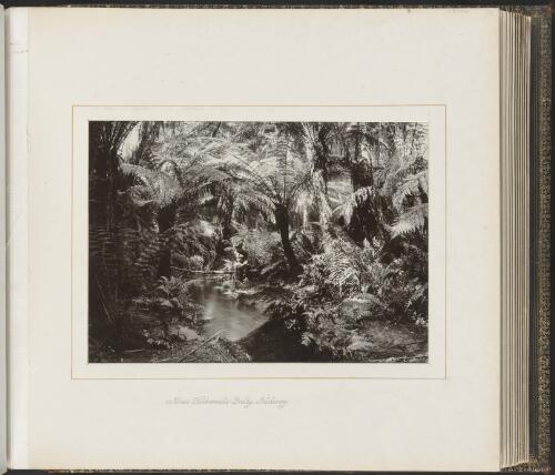 Miss Kirkwoods Gully, Gilderoy, Victoria, ca. 1900 [picture] / Nicholas Caire