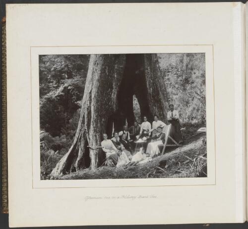 Families gather for afternoon tea in a giant tree trunk, Gilderoy, Victoria, ca. 1900 [picture] / Nicholas Caire