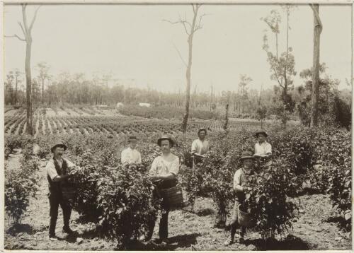 Raspberry pickers on John Rouget's farm, Wardin Yallock, Victoria, ca. 1900 [picture] / Nicholas Caire