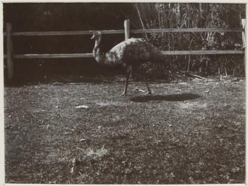 Emu in enclosure, Victoria, ca. 1900 [picture] / Nicholas Caire