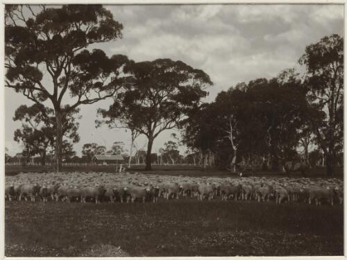 Flock of sheep, Victoria, ca. 1900 [picture] / Nicholas Caire