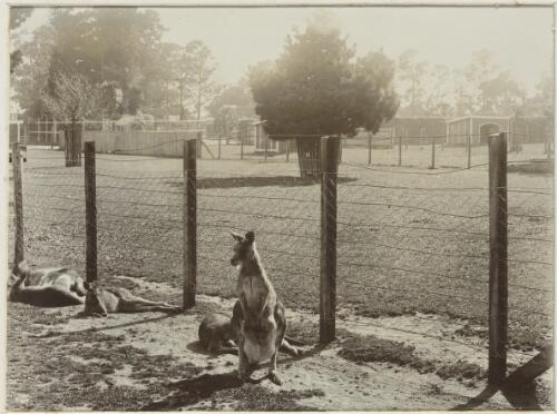 Kangaroos in enclosure, Victoria, ca. 1900 [picture] / Nicholas Caire