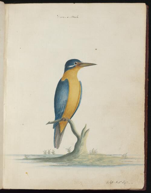 [Sacred kingfisher (Todiramphus sanctus)] [picture] / [John Hunter]