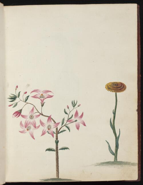 [Box-leaf waxflower (Eriostemon buxifolius) and Button everlasting daisy (Helichrysum scorpioides)] [picture] / [John Hunter]