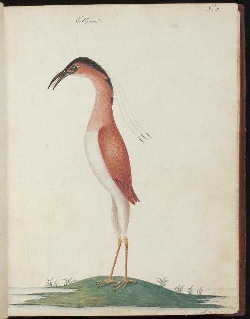 [Rufous night heron (Nycticorax caledonicus)] [picture] / [John Hunter]