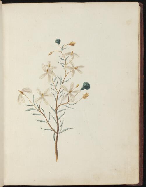 [Wedding bush (Ricinocarpos pinifolius)] [picture] / [John Hunter]