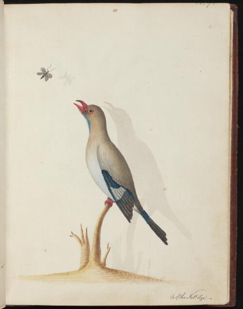 [Dollarbird (Eurystomus orientalis)] [picture] / [John Hunter]