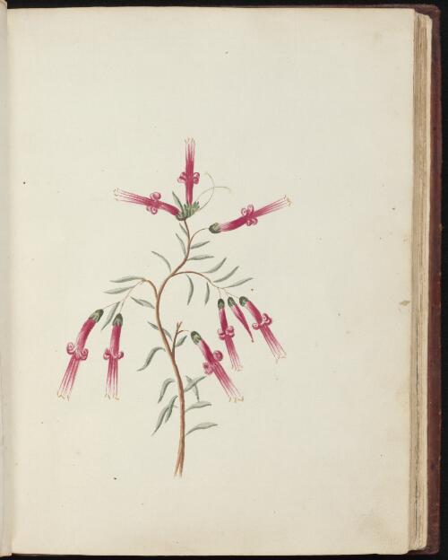 [Red five corners (Styphelia tubiflora)] [picture] / [John Hunter]