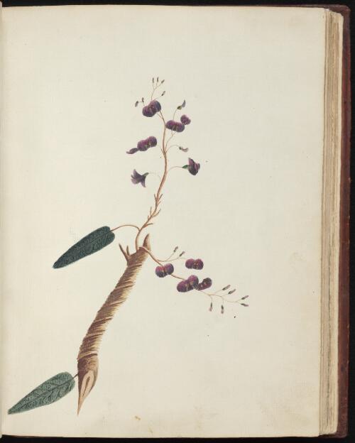 [False sarsaparilla (Hardenbergia violacea)] [picture] / [John Hunter]