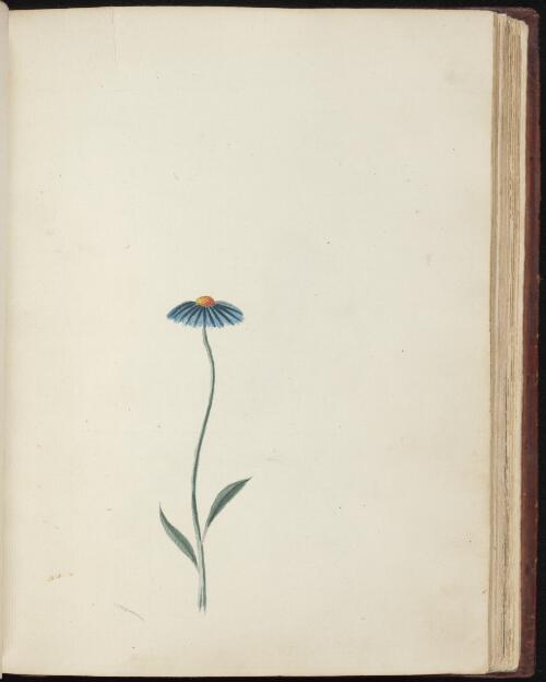 [Grassland daisy (Brachycome angustifolia)] [picture] / [John Hunter]