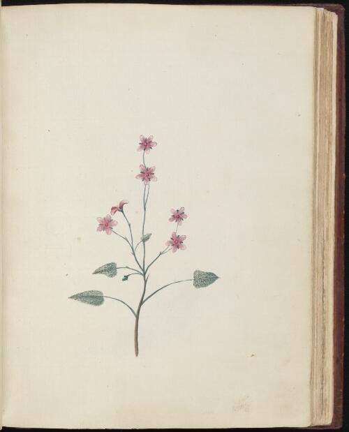 [Pelargonium, probably Pelargonium australe] [picture] / [John Hunter]