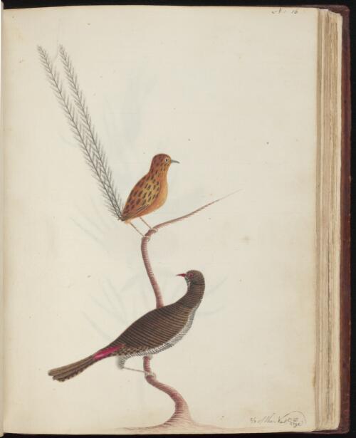 [Southern emu-wren (Stipiturus malachurus) and Beautiful firetail (Emblema bella)] [picture] / [John Hunter]