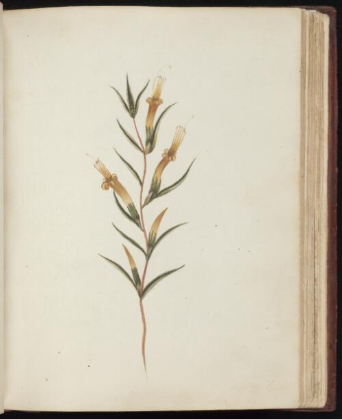 [Long-leaf five corners (Styphelia longifolia)] [picture] / [John Hunter]