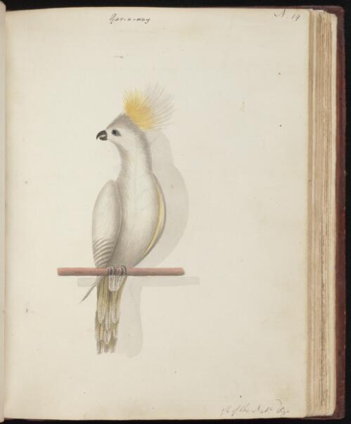 [Sulphur-crested cockatoo (Cacatua galerita)] [picture] / [John Hunter]