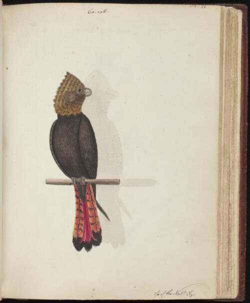 [Glossy black-cockatoo (Calyptorhynchus lathami)] [picture] / [John Hunter]