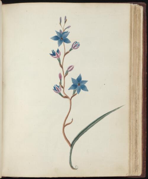 [Dotted sun orchid (Thelymitra ixioides)] [picture] / [John Hunter]