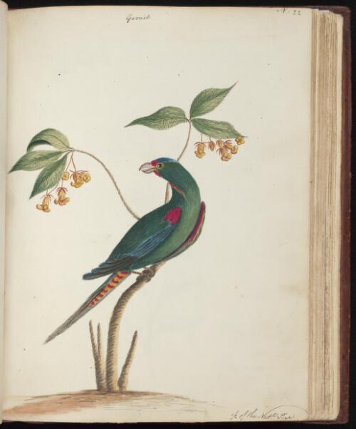 [Swift parrot (Lathamus discolor) and Yellow pittosporum (Pittosporum revolutum)] [picture] /[John Hunter]