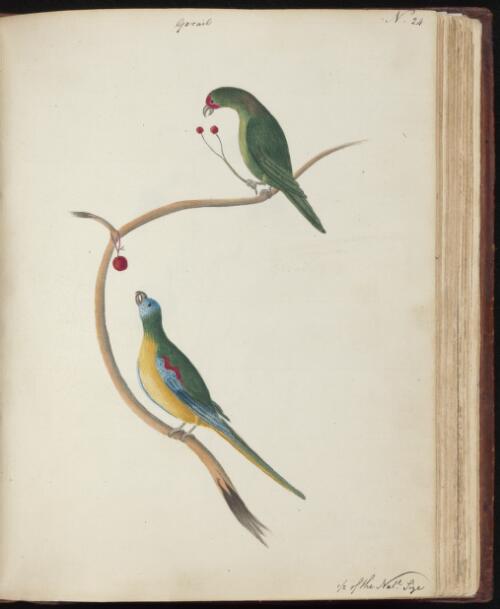 [Little lorikeet (Glossopsitta pusilla) and Turquoise parrot (Neophema pulchella)] [picture] / [John Hunter]