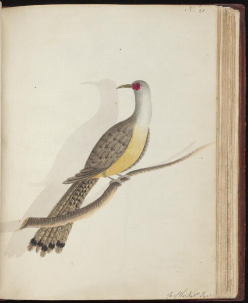 [Channel-billed cuckoo (Scythrops novaehollandiae)] [picture] / [John Hunter]