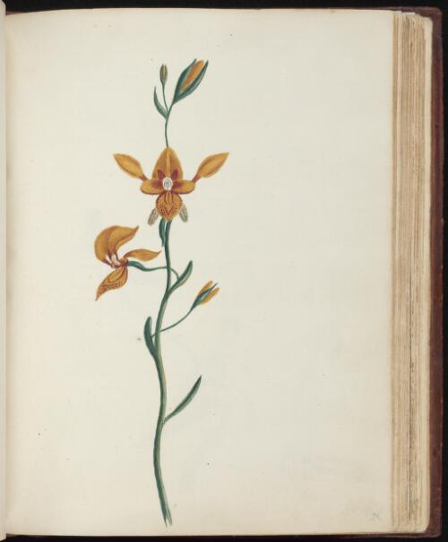 [Golden donkey orchid (Diuris aurea)] [picture] / [John Hunter]