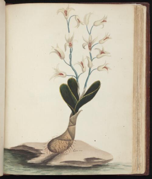 [Rock lily (Dendrobium speciosum)] [picture] / [John Hunter]