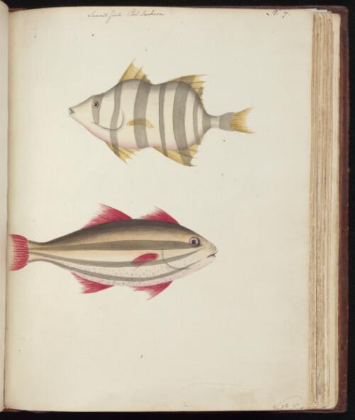 Small fish, Port Jackson [picture] / [John Hunter]