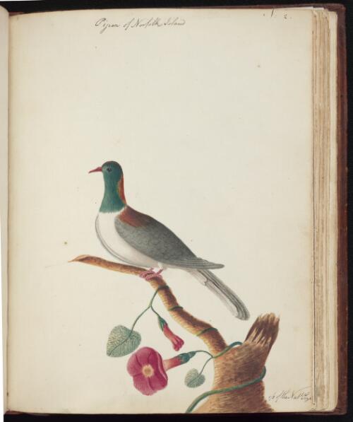 Pigeon of Norfolk Island [picture] / [John Hunter]