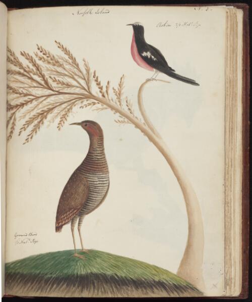 Robin, ground bird, Norfolk Island [picture] / [John Hunter]