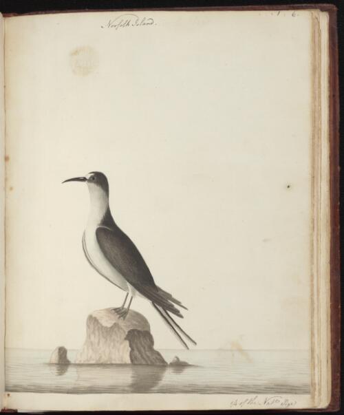 [Sooty tern (Sterna fuscata)] [picture] / [John Hunter]