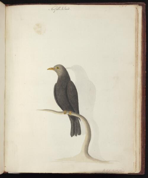[Grey-headed blackbird (Turdus poliocephalus)] [picture] / [John Hunter]