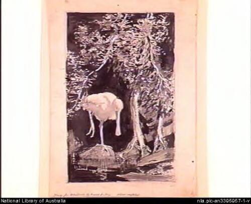 Study for woodcut [picture] / Lionel Lindsay