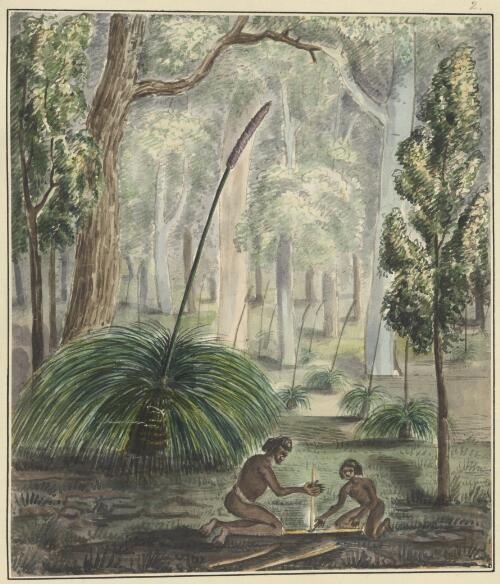 The grass tree, and blacks kindling fire [picture] / Wm. Romaine Govett