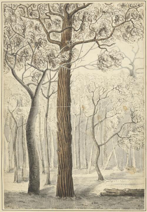 The iron bark & stringy bark trees [picture] / Wm. Rom. Govett