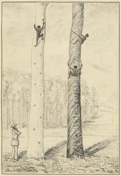 Method of climbing trees by the Natives of N.S. Wales [picture] / Wm. Rom. Govett