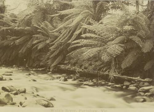 Watt's River, Fernshaw, Victoria, ca. 1895 [picture]