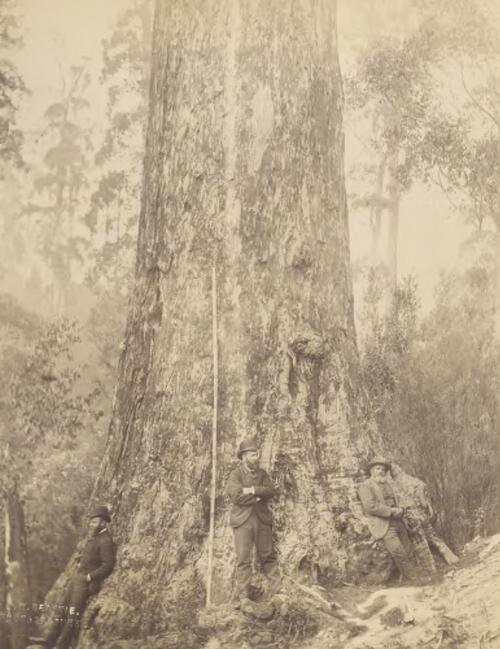 Lady Franklin's Tree, 385 feet high at Geeveston, Tasmania [picture] / J.W. Beattie