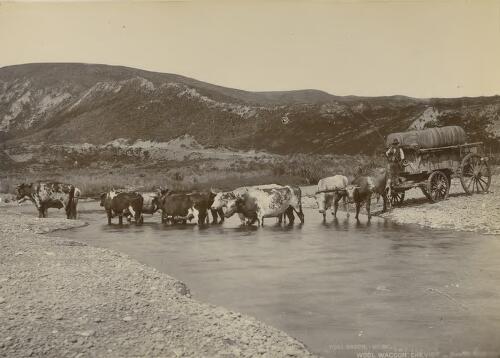 Wool waggon drawn by bullocks, Cheviot, New Zealand [picture]