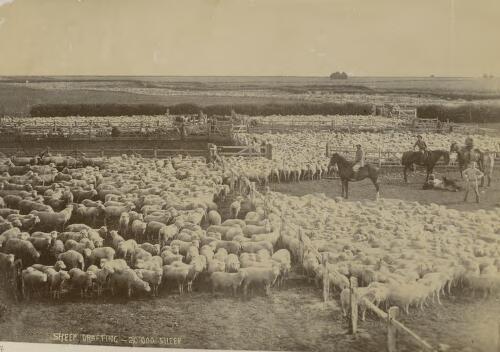 Sheep drafting in New Zealand, 1894 [picture]