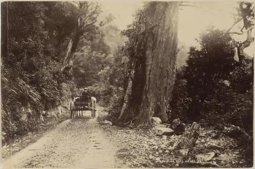 Carriage on Hokitika Road, New Zealand, 1895 [picture]/ J.R