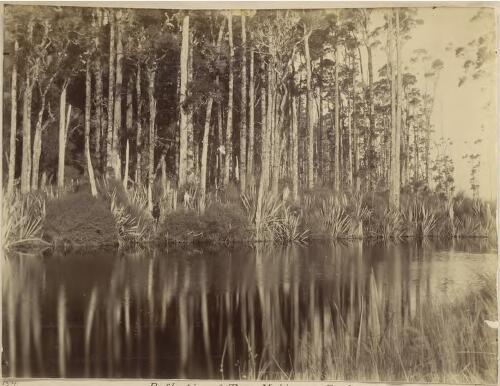 Reflection of trees, Mahinapua Creek, New Zealand [picture] / F. Boileau