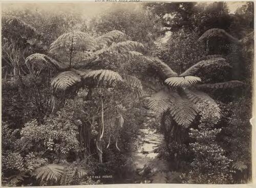 New Zealand tree ferns [picture] / Josiah Martin