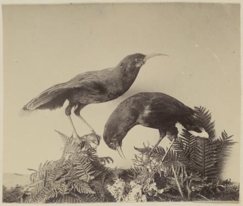 Two stuffed specimens of Huia, sacred bird [picture]