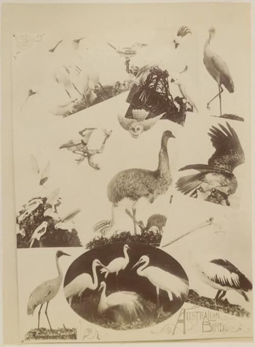 Australian birds [picture] / Kerry & Co