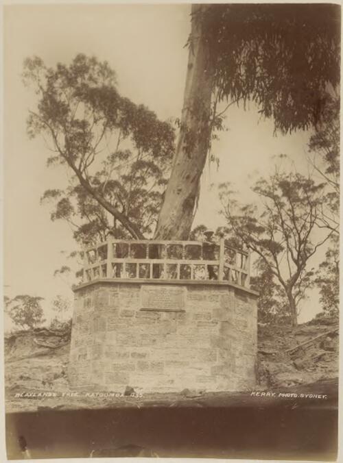 Blaxland's Tree, Katoomba, New South Wales [picture] / Kerry & Co