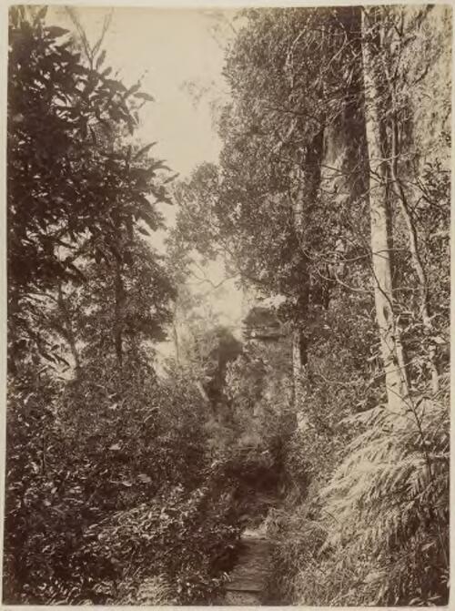 Path to Katoomba Falls, Blue Mountains, New South Wales [picture] / F. Boileau